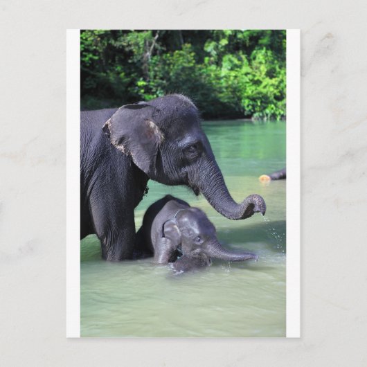 Baby- en moederolifant in de rivier briefkaart (Voorkant)