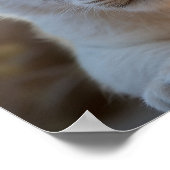 Baby Exotische witte leeuw welp print (Hoek)