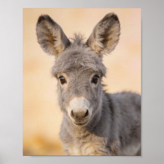 Baby Ezel Portret – Boerderij Nursery Kunst Poster