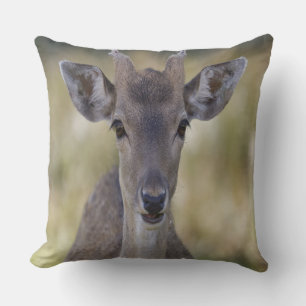 Baby Fawn Buck Kussen