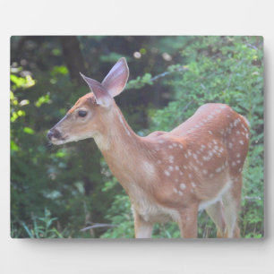 Baby Fawn - White Tail Deer Fotoplaat