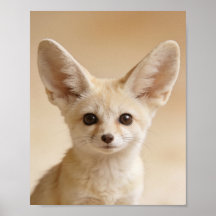 Baby Fennec Vos Portret – Mooie Dieren voor de Kin