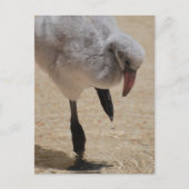 Baby Flamingo Briefkaart (Voorkant)
