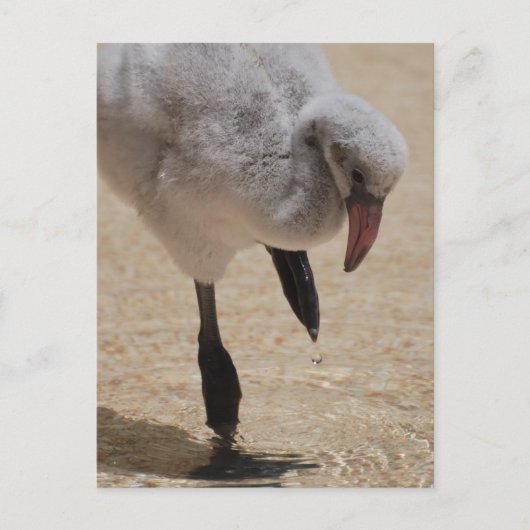 Baby Flamingo Briefkaart (Voorkant)