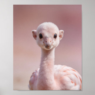 Baby Flamingo Portret – Mooie Dieren Muurdecoratie Poster