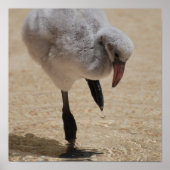 Baby Flamingo Poster (Voorkant)