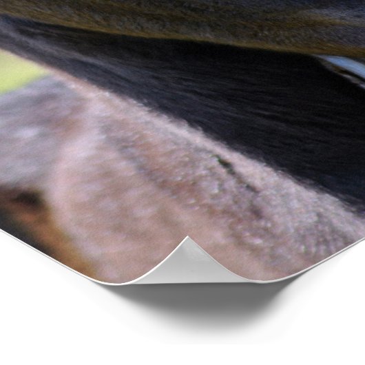 Baby foel poster (Hoek)