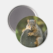 Baby Fox Eekhoorn Magneet (Voorkant / Achterkant)