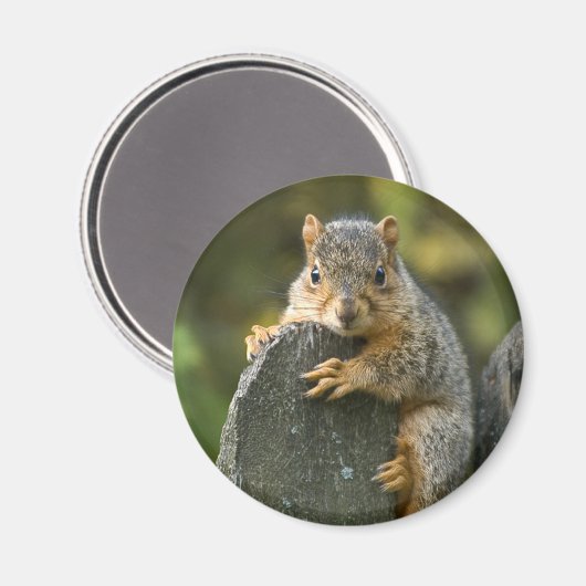 Baby Fox Eekhoorn Magneet (Voorkant / Achterkant)