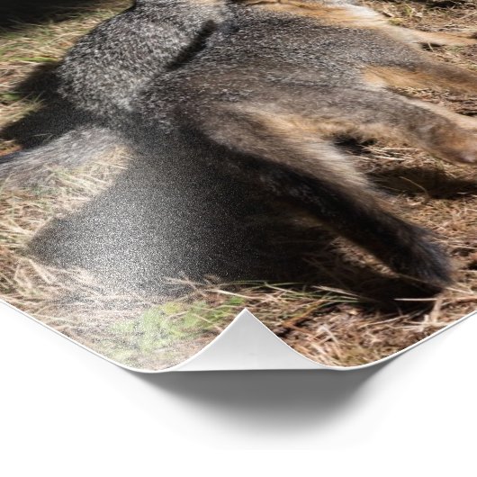 Baby Foxes Foto Afdruk (Hoek)