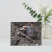 Baby Galapagos Giant Tortoise Briefkaart (Staand voorkant)