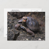Baby Galapagos Giant Tortoise Briefkaart (Voorkant / Achterkant)