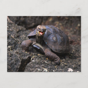Baby Galapagos Giant Tortoise Briefkaart