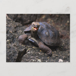 Baby Galapagos Giant Tortoise Briefkaart