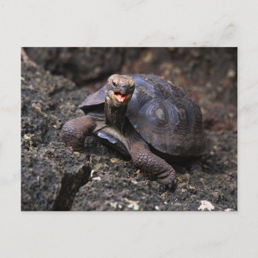 Baby Galapagos Giant Tortoise Briefkaart (Voorkant)