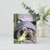 baby galapagos tortoise briefkaart (Staand voorkant)
