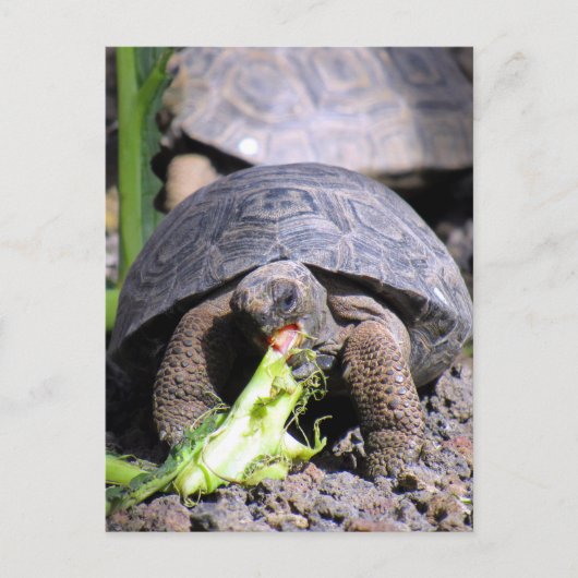 baby galapagos tortoise briefkaart (Voorkant)