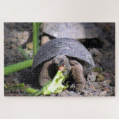 baby galapagos tortoise legpuzzel (Horizontaal)