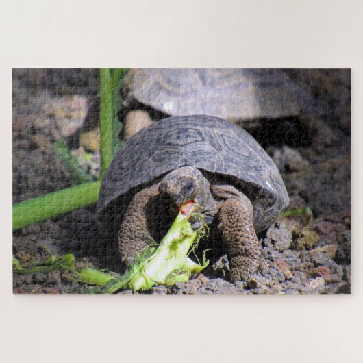 baby galapagos tortoise legpuzzel (Horizontaal)