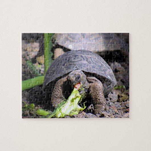 baby galapagos-tortoseetend legpuzzel (Horizontaal)