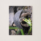 baby galapagos-tortoseetend legpuzzel (Verticaal)