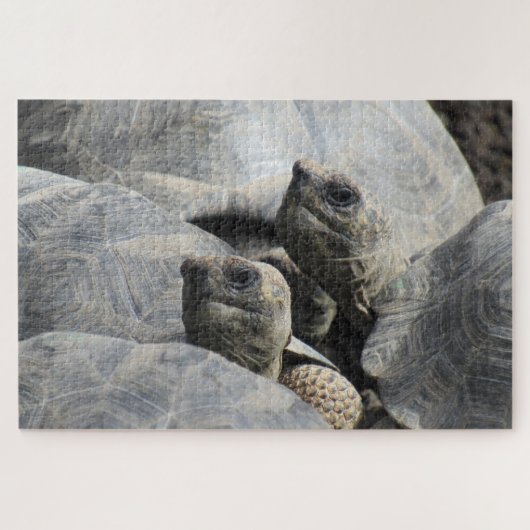 baby-galapagotorschildpadden legpuzzel (Horizontaal)