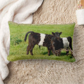Baby Galloway kalveren, lumbaal kussen (Deken)