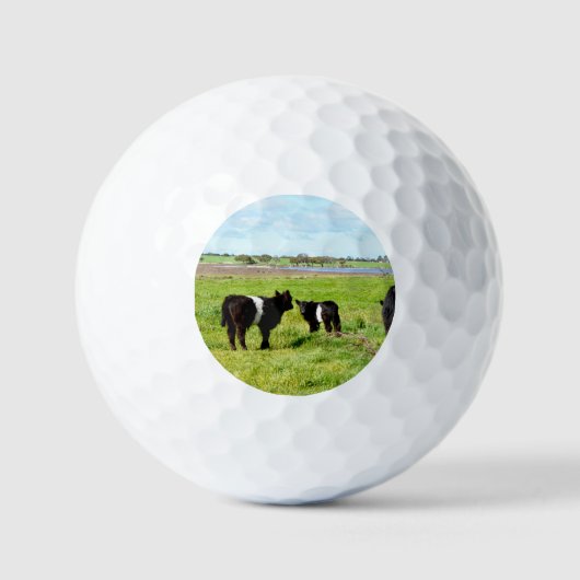 Baby Galloway Koe, Golf Balls Golfballen (Voorkant)