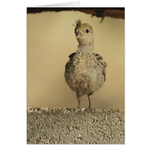 Baby Gambels Quail