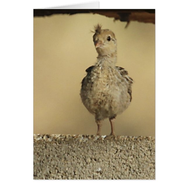 Baby Gambels Quail (Voorkant)