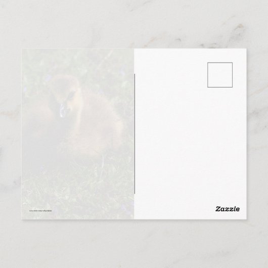 Baby gans briefkaart (Achterkant)