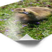 Baby gans foto afdruk (Hoek)