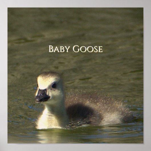 Baby Gans Foto Poster (Voorkant)