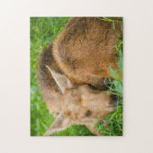 Baby gans slapen in gras, baby Animal Legpuzzel (Verticaal)