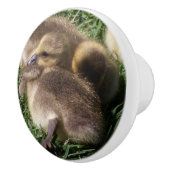 Baby ganzen die vogels houden in het wild keramische knop (Rechts)