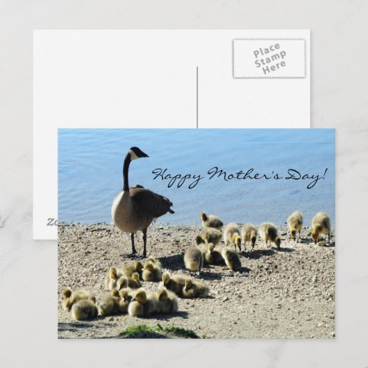 Baby ganzen en moeder goose 2 briefkaart (Voorkant / Achterkant)