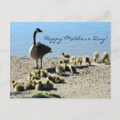 Baby ganzen en moeder goose 2 briefkaart (Voorkant)