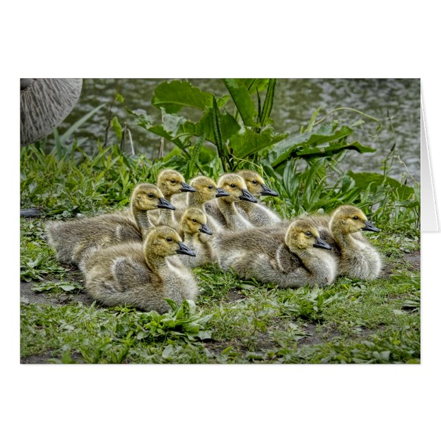 Baby ganzen met kop omhoog (Voorkant Horizontaal)