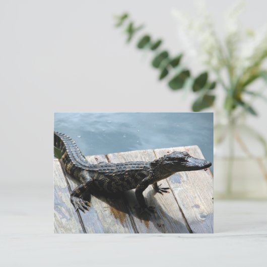 Baby Gator Briefkaart (Staand voorkant)