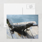 Baby Gator Briefkaart (Voorkant / Achterkant)