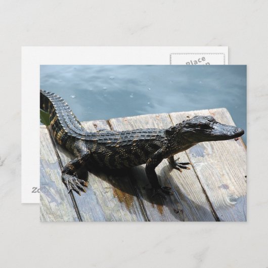 Baby Gator Briefkaart (Voorkant / Achterkant)