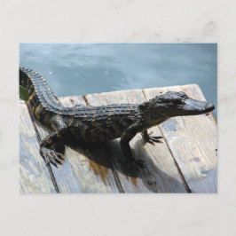 Baby Gator Briefkaart