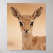 Baby Gazelle Portret – Mooie Dieren Muur Kunst voo
