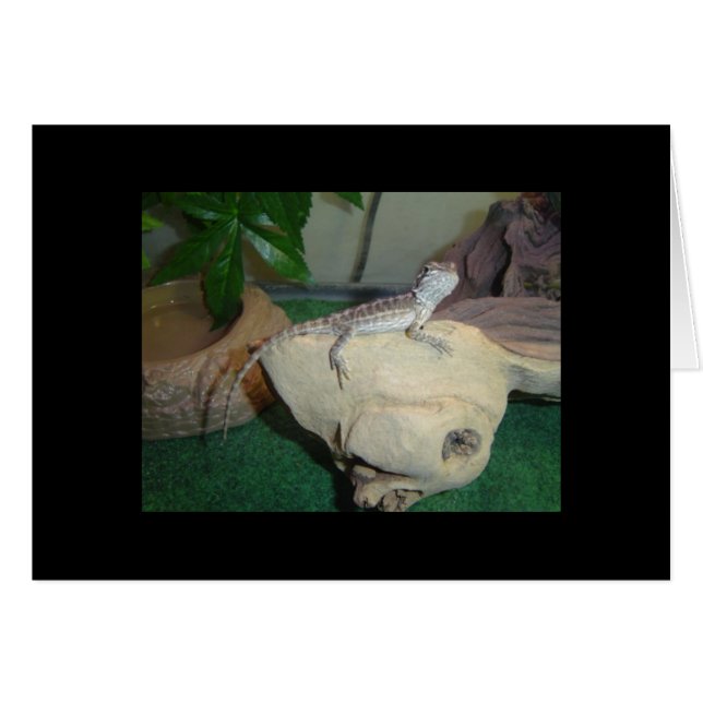 Baby Gedekte draak (Voorkant Horizontaal)