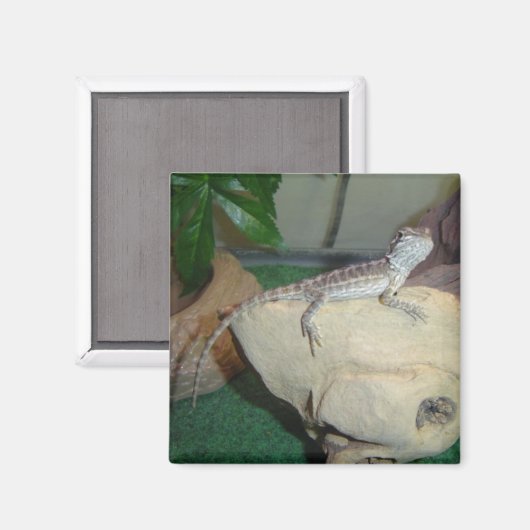 Baby Gedekte draak Magneet (Voorkant / Achterkant)