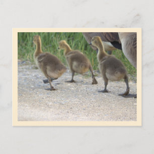 Baby Geese Briefkaart