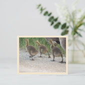 Baby Geese Briefkaart (Staand voorkant)