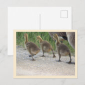 Baby Geese Briefkaart (Voorkant / Achterkant)
