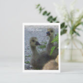 Baby Geese Foto Briefkaart (Staand voorkant)
