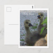 Baby Geese Foto Briefkaart (Voorkant / Achterkant)